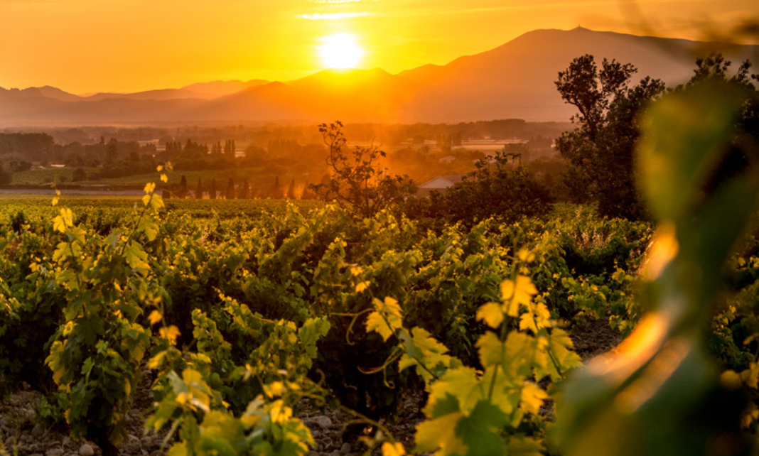 cdp vine yard